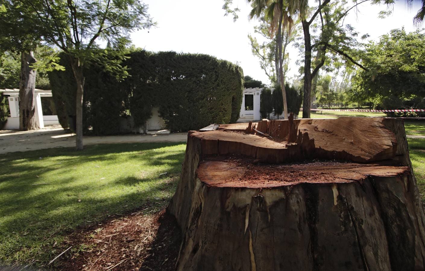 La caída de una rama de grandes dimensiones destroza parte de una pérgola del Parque de María Luisa